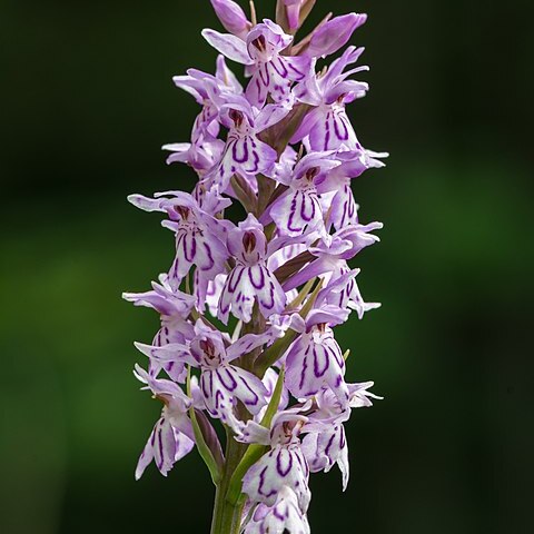 Dactylorhiza unspecified picture
