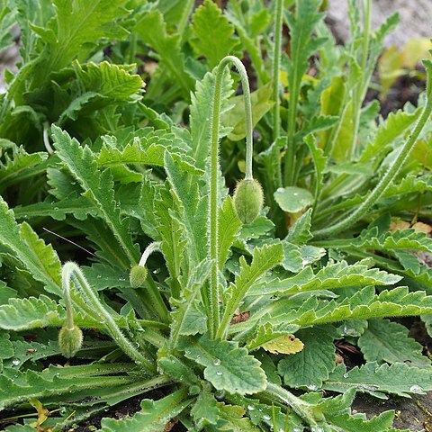 Papaver oreophilum unspecified picture