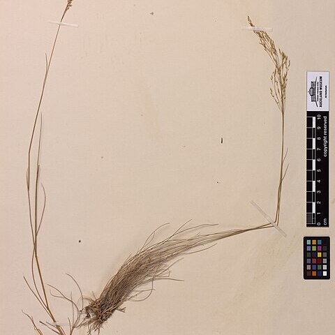 Agrostis petriei unspecified picture