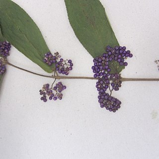 Callicarpa rubella unspecified picture