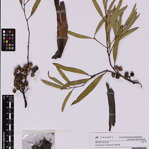 Eucalyptus leptopoda unspecified picture