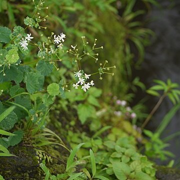 Thalictrum dalzellii unspecified picture