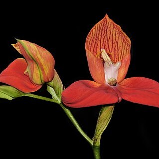 Disa unspecified picture