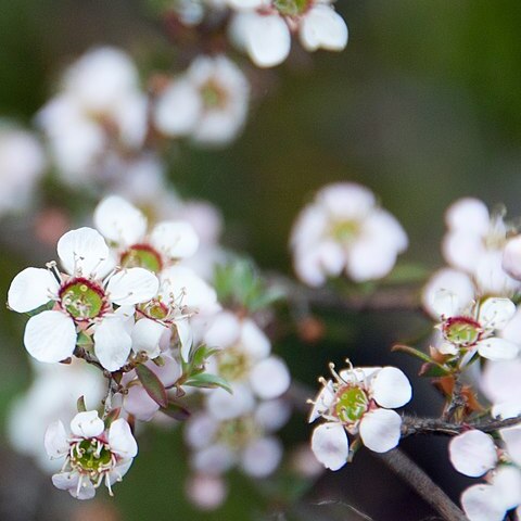 Leptospermum myrsinoides unspecified picture