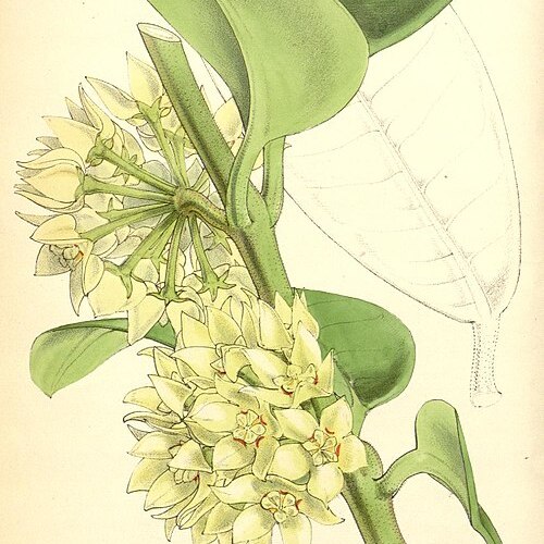 Hoya coronaria unspecified picture