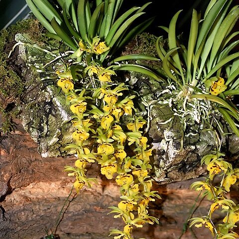 Chytroglossa aurata unspecified picture