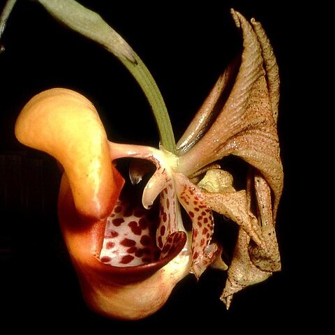 Coryanthes picturata unspecified picture