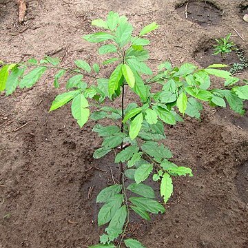 Diospyros greenwayi unspecified picture