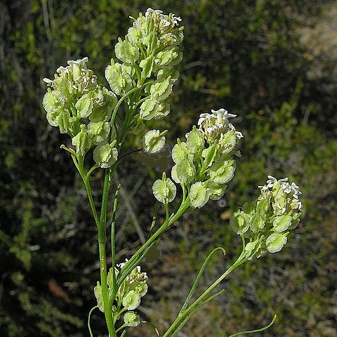 Menonvillea unspecified picture