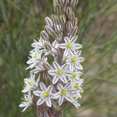 Drimia unspecified picture