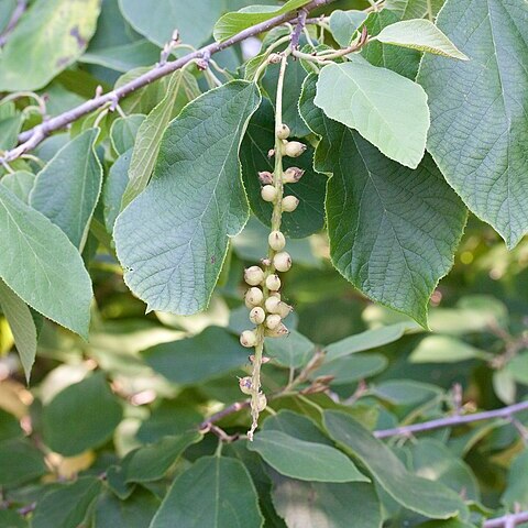 Sinowilsonia unspecified picture