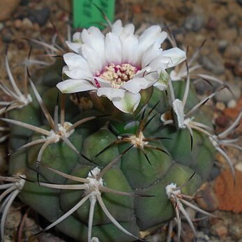 Gymnocalycium anisitsii unspecified picture