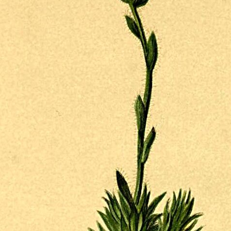 Saxifraga vandellii unspecified picture