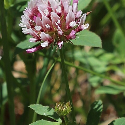 Trifolium longipes unspecified picture