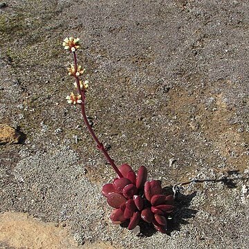 Crassula clavata unspecified picture