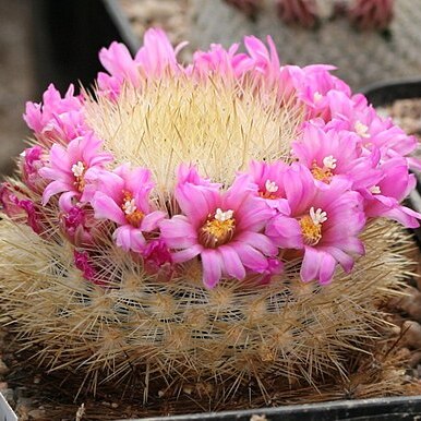 Mammillaria laui unspecified picture