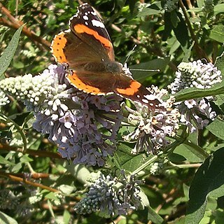 Buddleja officinalis unspecified picture