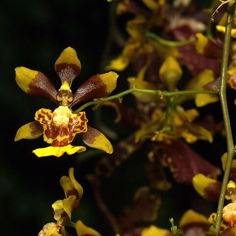 Grandiphyllum auricula unspecified picture