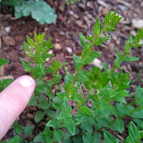 Scutellaria parvula var. leonardii unspecified picture