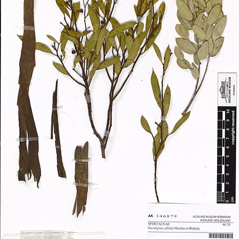 Eucalyptus albida unspecified picture