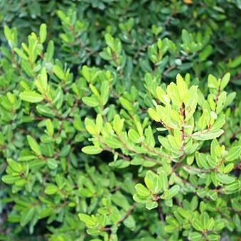 Noltea africana unspecified picture