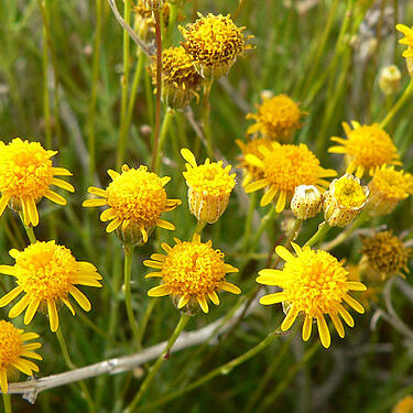 Thymophylla unspecified picture