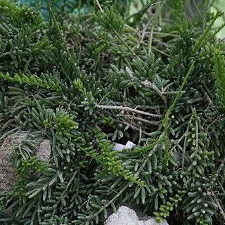 Rhipsalis mesembryanthemoides unspecified picture
