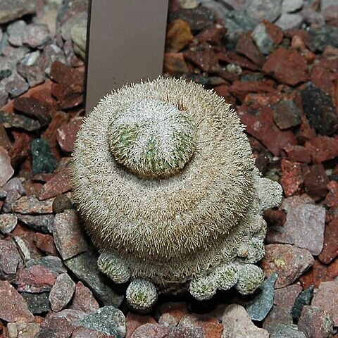 Epithelantha unspecified picture