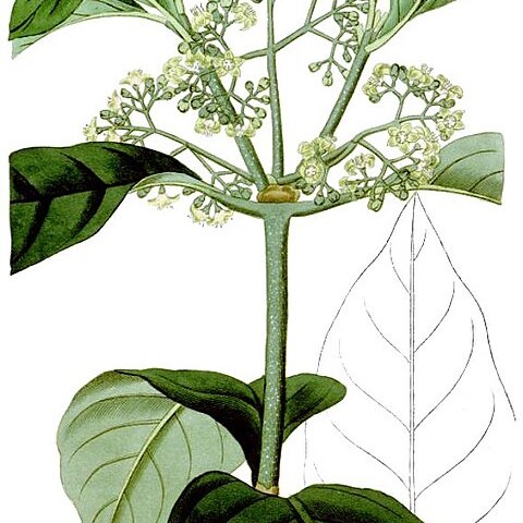 Psychotria elliptica unspecified picture