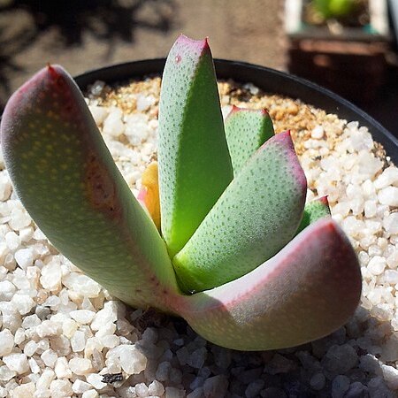 Cheiridopsis excavata unspecified picture