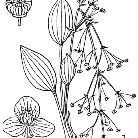 Alisma subcordatum unspecified picture