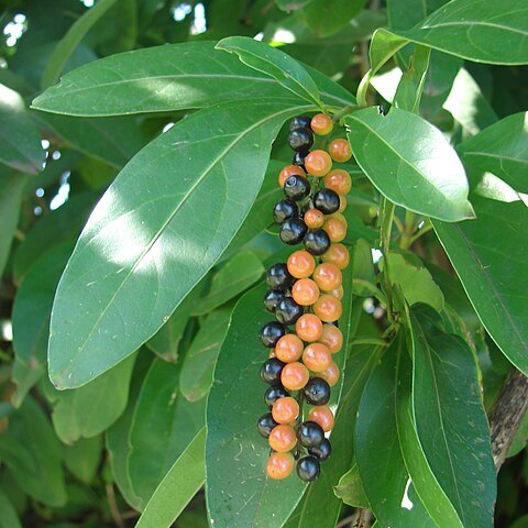 Citharexylum unspecified picture