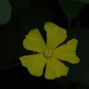 Momordica subangulata unspecified picture