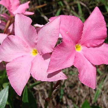 Mandevilla novocapitalis unspecified picture