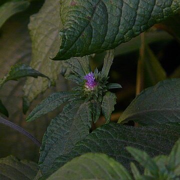 Baccharoides unspecified picture