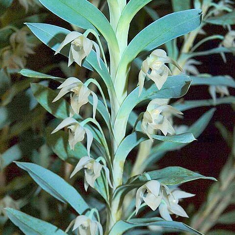 Dichaea glauca unspecified picture