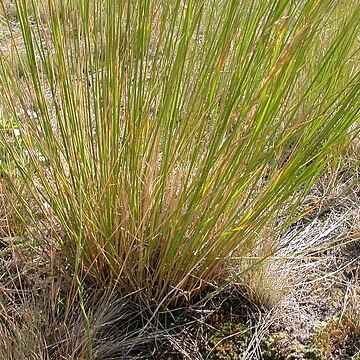 Pseudoroegneria spicata unspecified picture