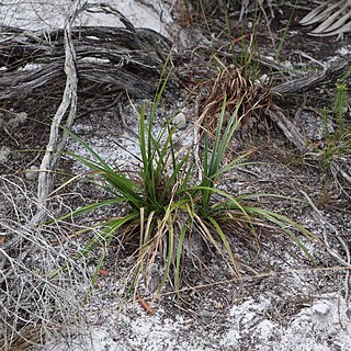 Rhynchospora megalocarpa unspecified picture