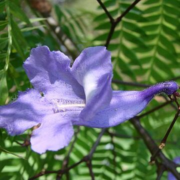 Jacaranda unspecified picture