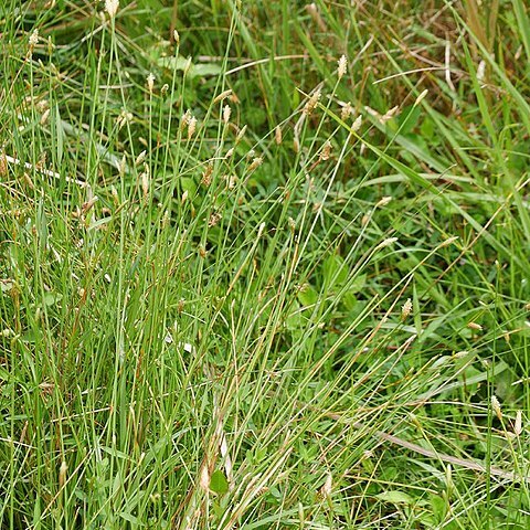 Eleocharis wichurae unspecified picture