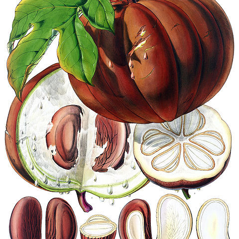 Hodgsonia unspecified picture