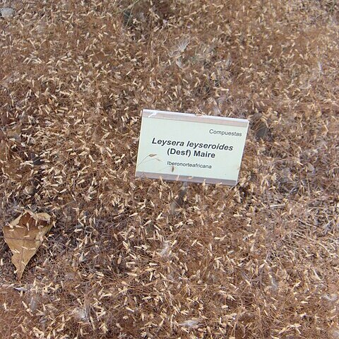 Leysera unspecified picture