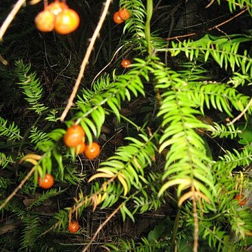 Asparagus scandens unspecified picture
