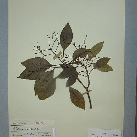 Alstonia costata unspecified picture