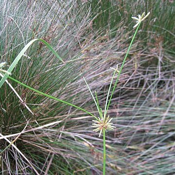 Isolepis prolifera unspecified picture