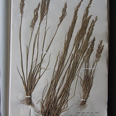 Agrostis dyeri unspecified picture