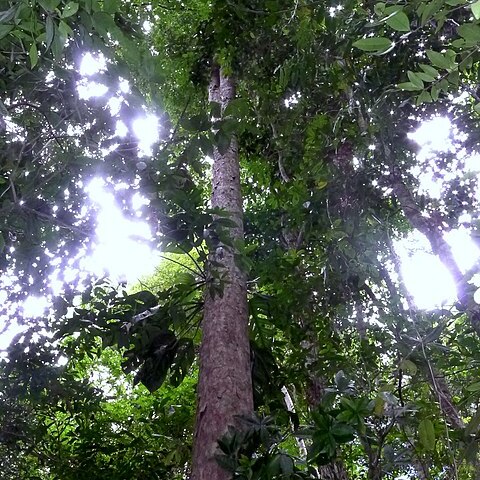 Eschweilera alvimii unspecified picture
