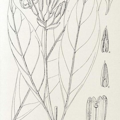 Voacanga caudiflora unspecified picture