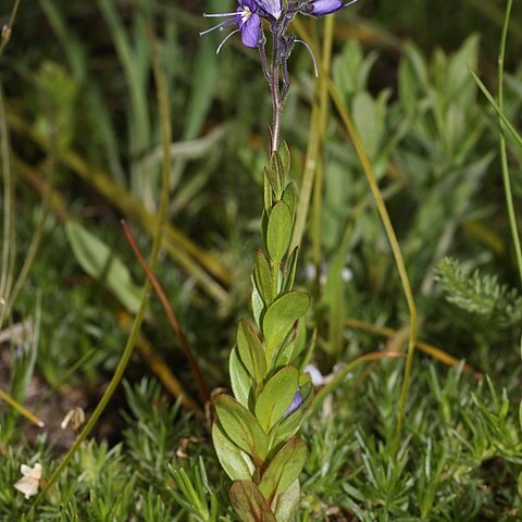 Veronica cusickii unspecified picture