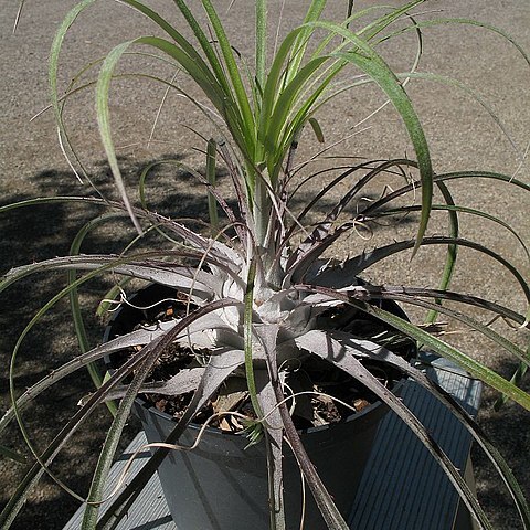 Puya grafii unspecified picture
